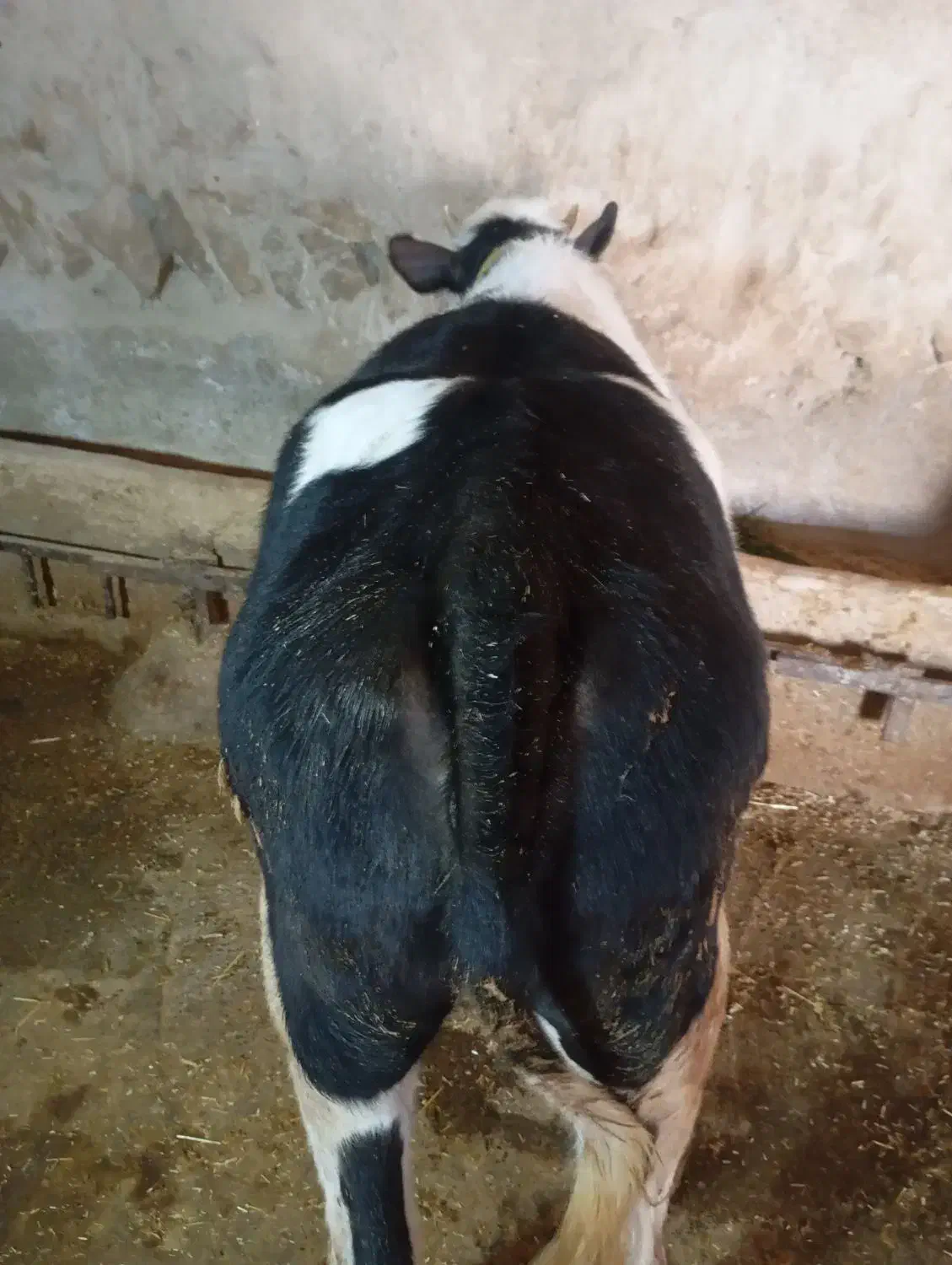 سلام و درود خدا ...|حیوانات مزرعه|سرپل ذهاب, |دیوار