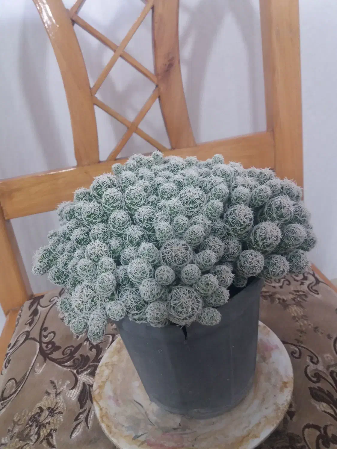 گل طبیعی|گل و گیاه طبیعی|بروجرد, |دیوار