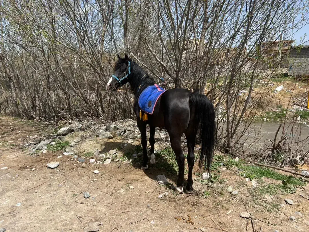 اسب اصیل کوردی|اسب و تجهیزات اسب‌سواری|سیلوانه, |دیوار