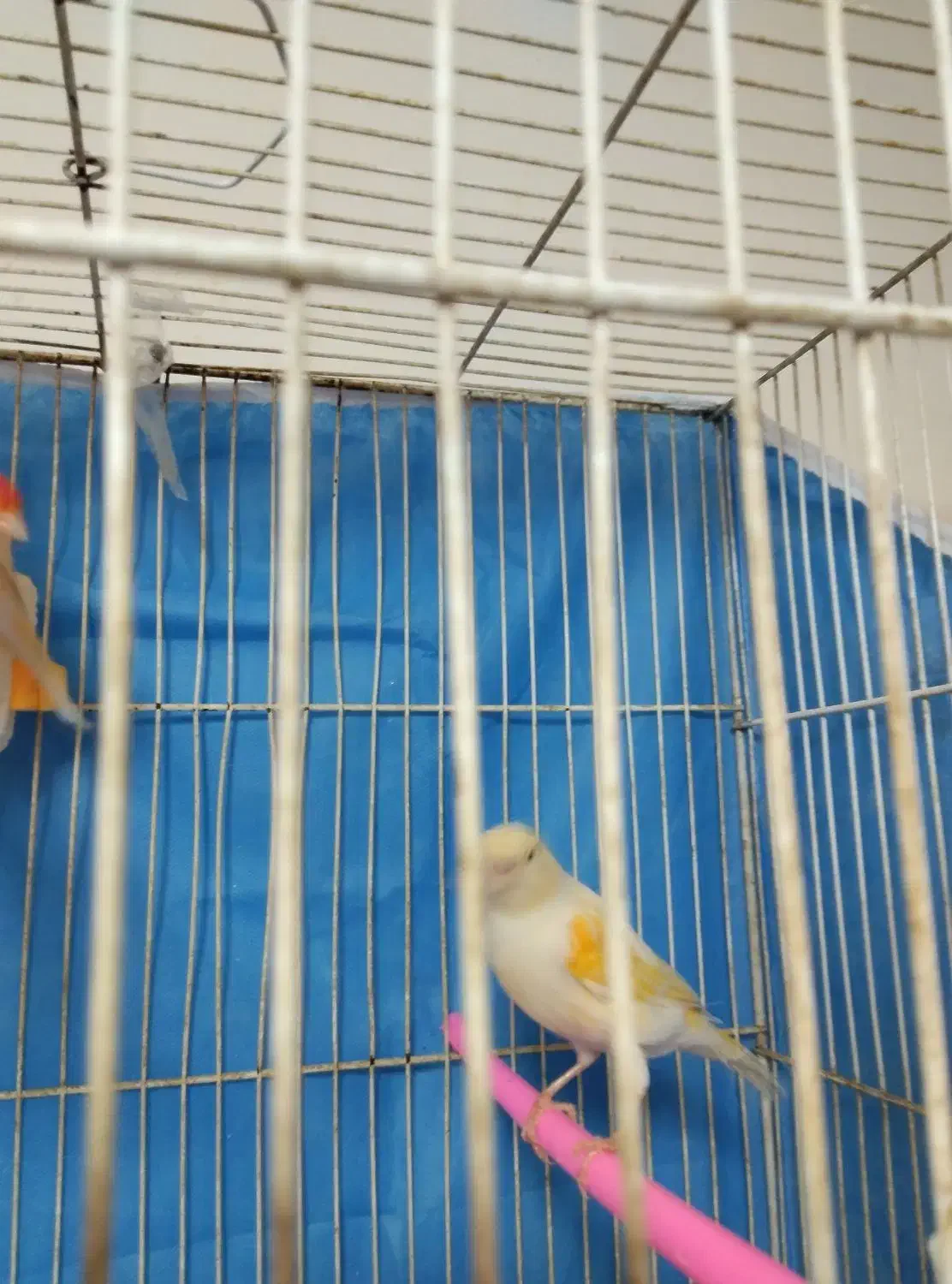 قناری ماده مست تخم خاکی گذاشته|پرنده|مشهد, کارمندان دوم|دیوار