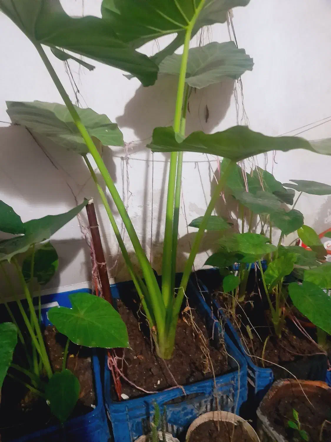 گل باباآدم|گل و گیاه طبیعی|رشت, کوی فکوری|دیوار