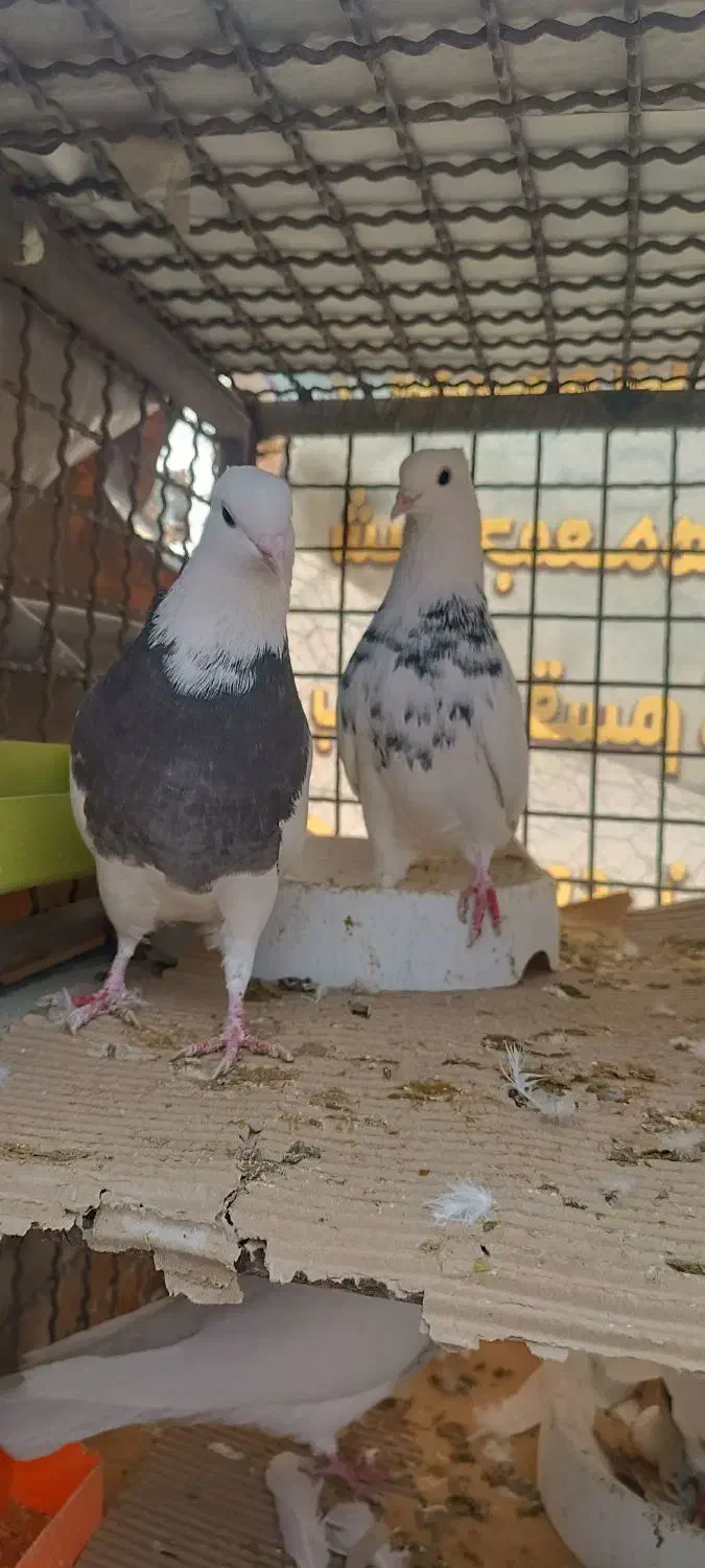 کفتر طوقی معاوضه با پلاکی یا عروس هلندی|پرنده|باغ بهادران, |دیوار