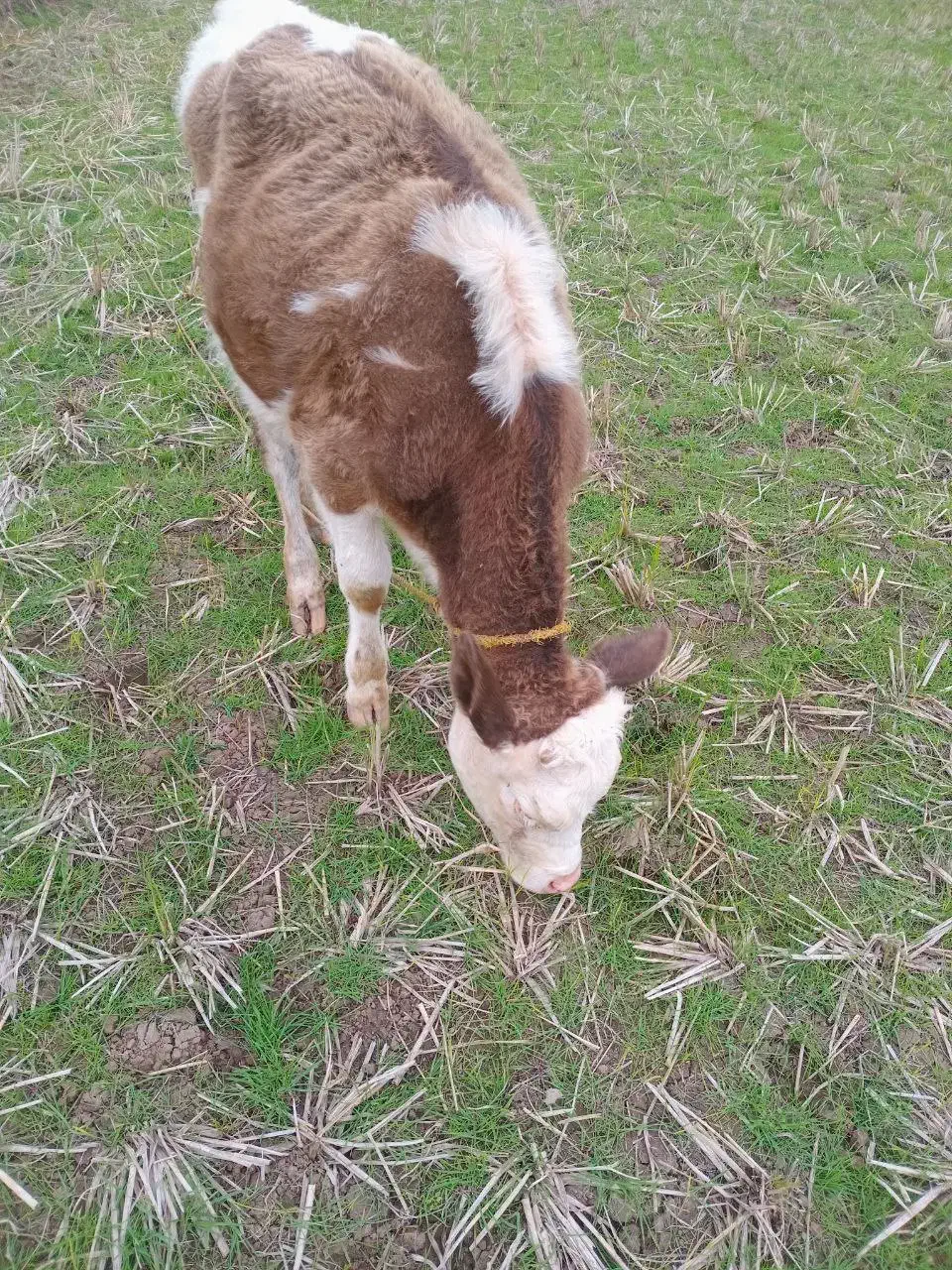 گاو حیوانات مزرعه|حیوانات مزرعه|رشت, کوی مهر|دیوار