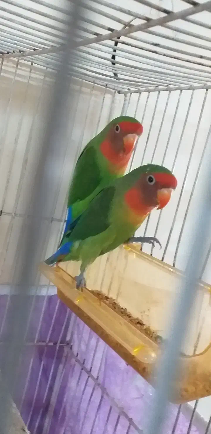 کوتوله جفت،دستی،مولد،معاوضه|پرنده|مشهد, فاطمیه|دیوار