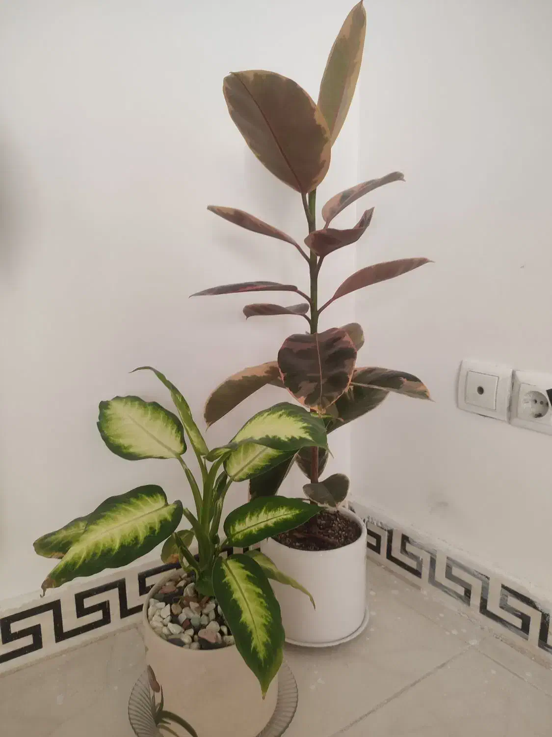 گل آپارتمانی|گل و گیاه طبیعی|هشتگرد, فاز ۷ مهستان|دیوار