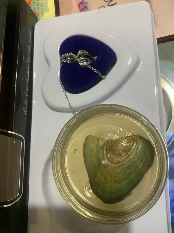 گردنبند مرواریدی داخل صدف|بدلیجات|فولادشهر, B1|دیوار