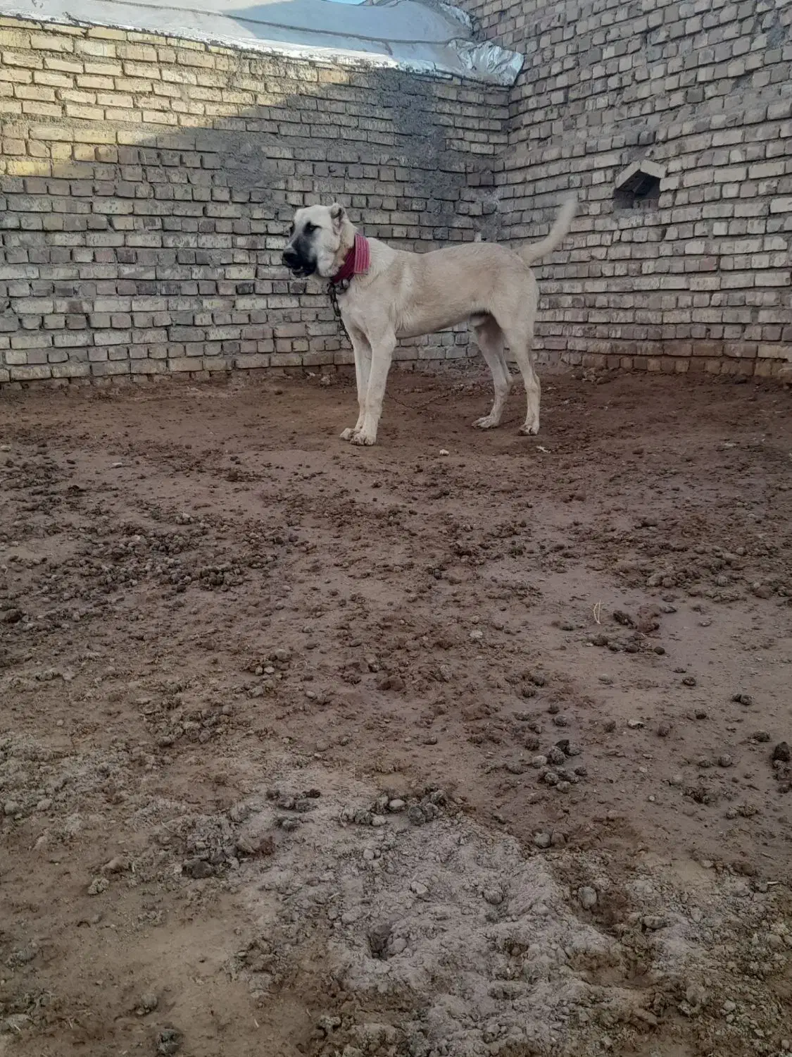 واگذاری توله ۶ماه|سگ|پائین جام, |دیوار