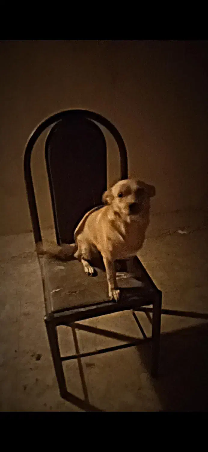 سگ آروم|سگ|قم, آزادگان|دیوار