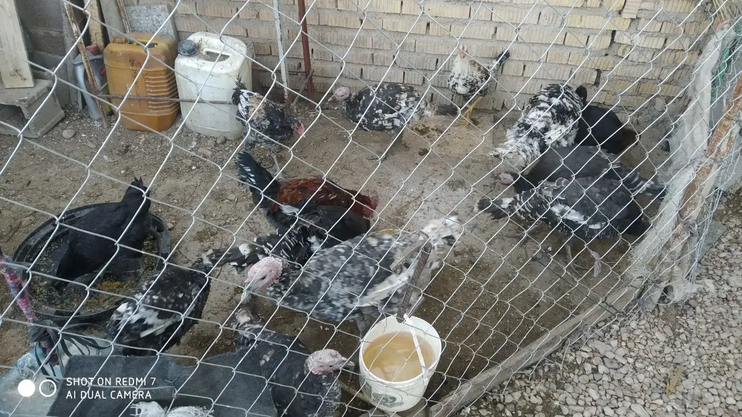 بوقلمون خروس محلی|حیوانات مزرعه|ارژن, |دیوار