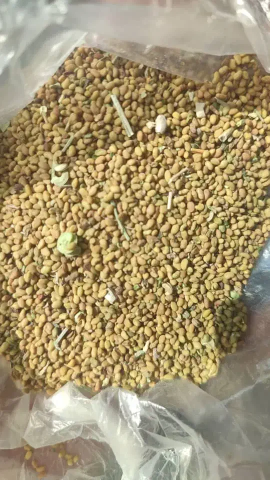 بذر یونجه محلی|عمدهفروشی|کهنوج, |دیوار