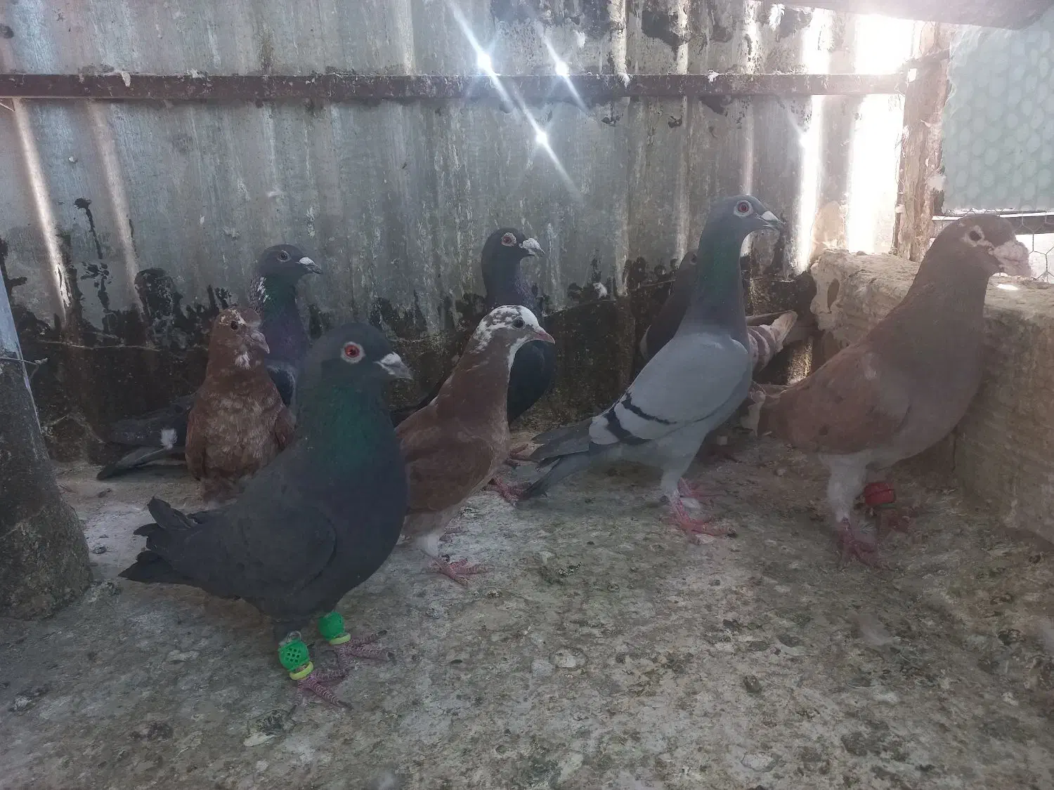 کفتر|پرنده|مشهد, تلگرد|دیوار