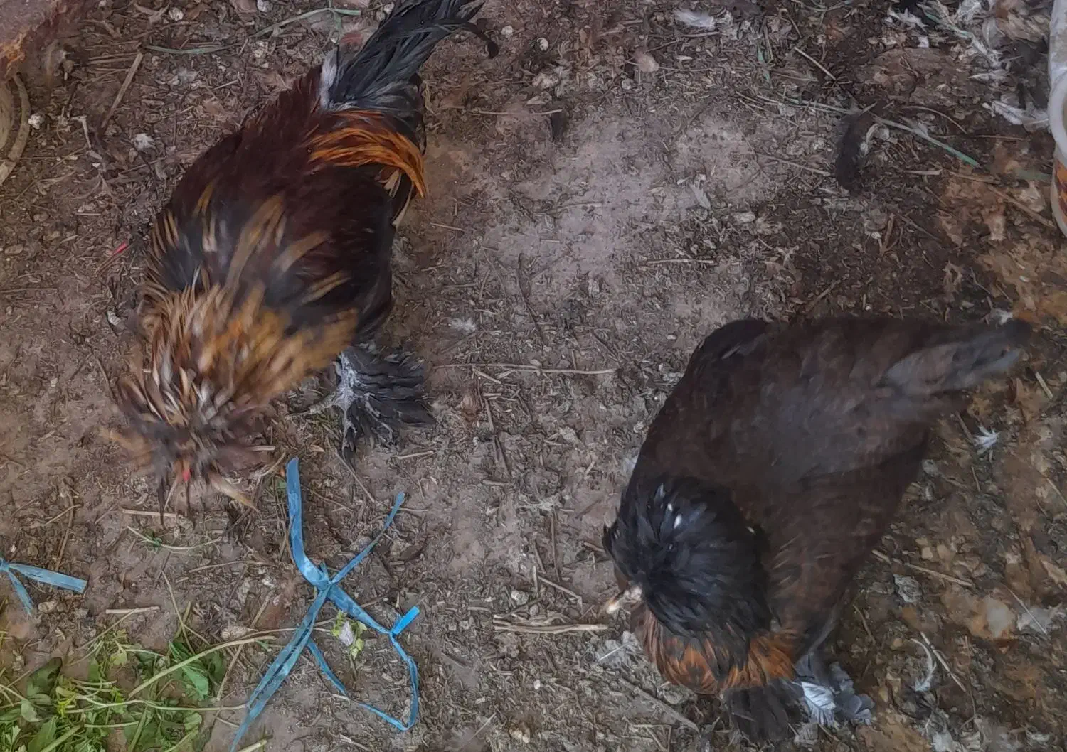 مرغ وخروس|حیوانات مزرعه|اهواز, ۳۰ متری|دیوار