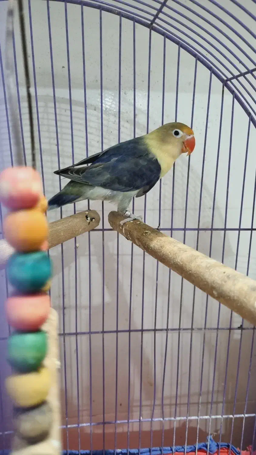 جفت طوطی های برزیلی مولد|پرنده|اهواز, دانشگاه چمران|دیوار