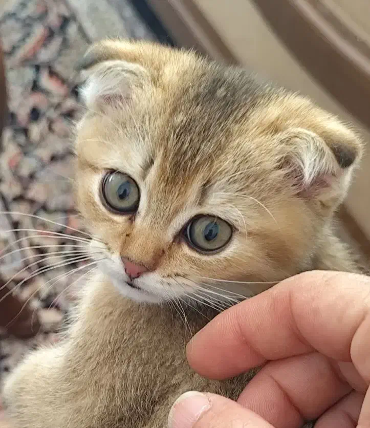 گربه اسکاتیش|گربه|سهند, |دیوار