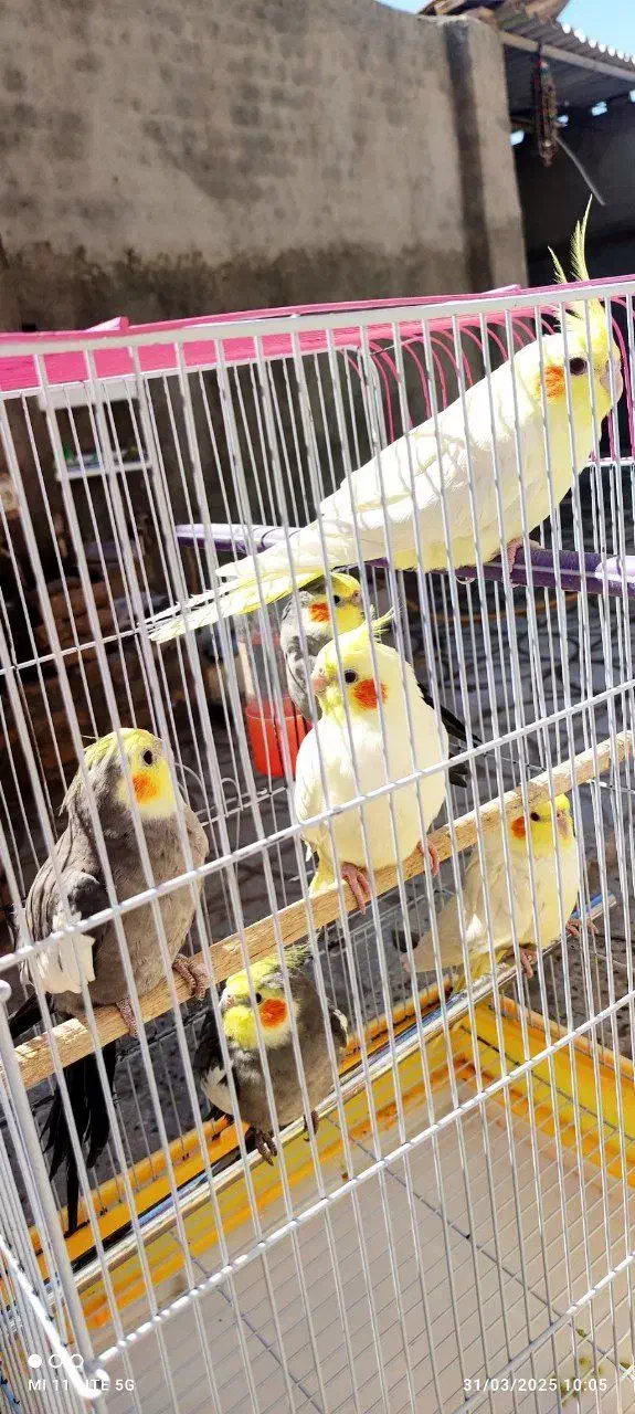 عروس|پرنده|مه ولات, |دیوار