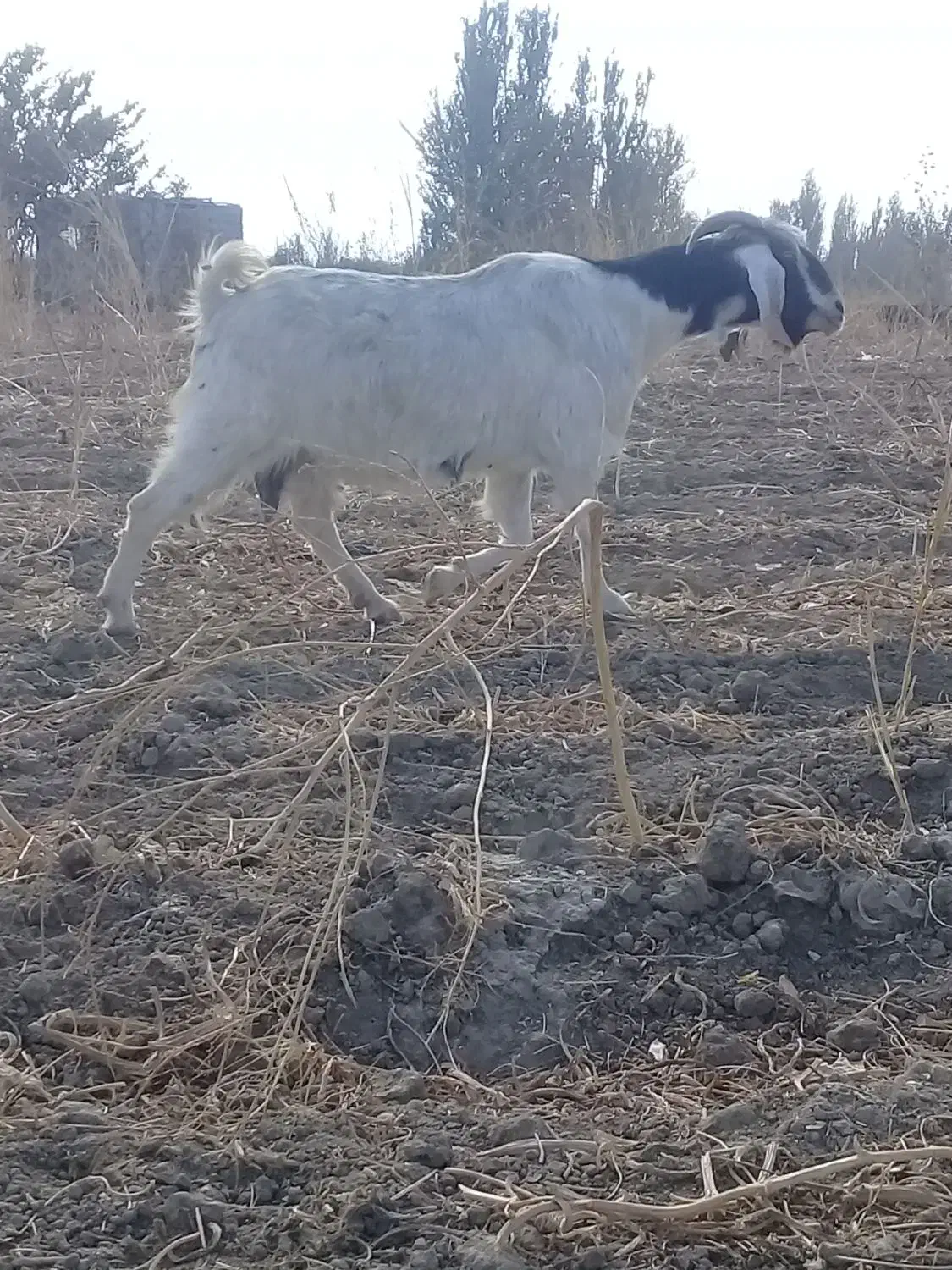 بزعراقی سه ماهه آبستن|حیوانات مزرعه|محمدبار, |دیوار