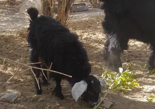 بز آبستن همراه بزغاله حراج|حیوانات مزرعه|خاش, |دیوار