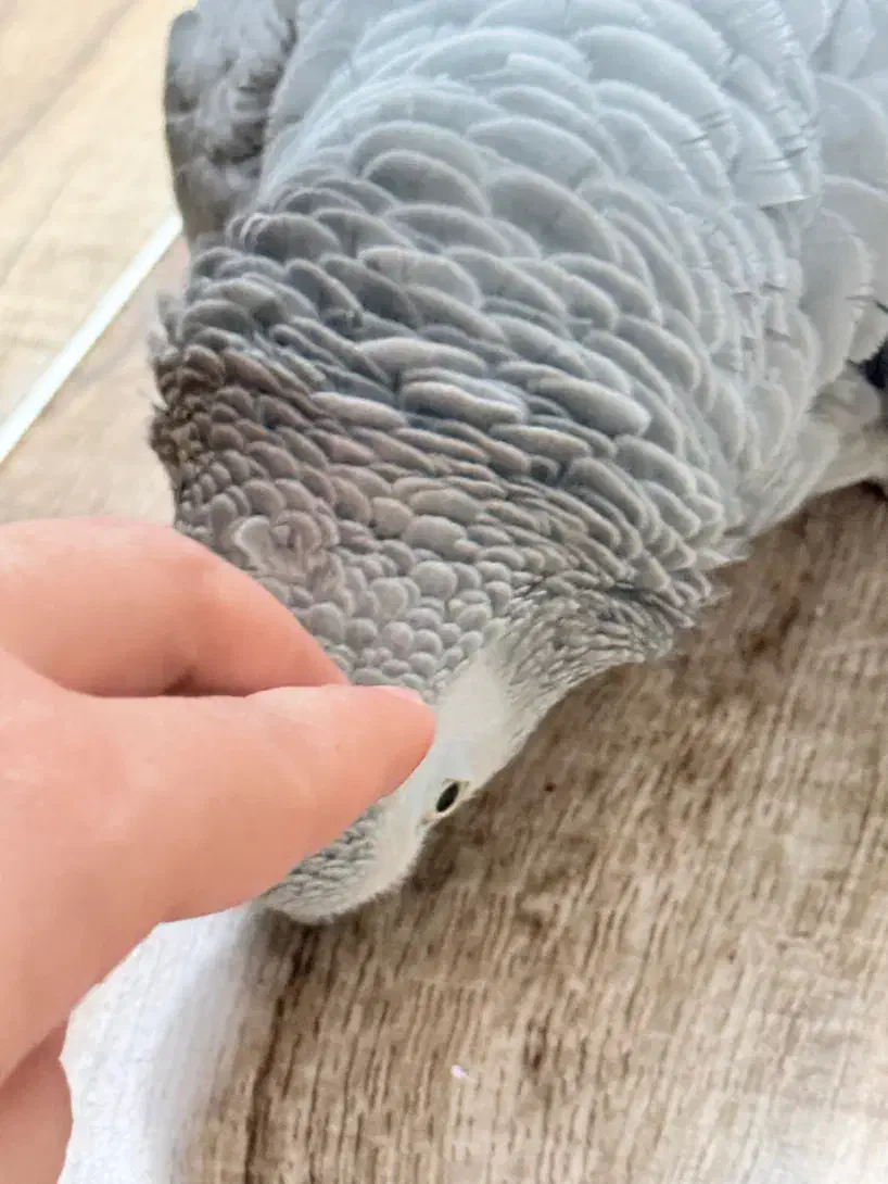 کاسکو|پرنده|یزد, |دیوار