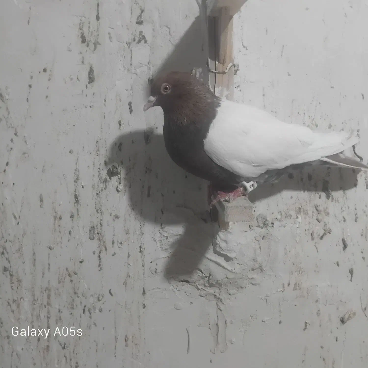 سینه سرخ|پرنده|تربت جام, معدآباد|دیوار