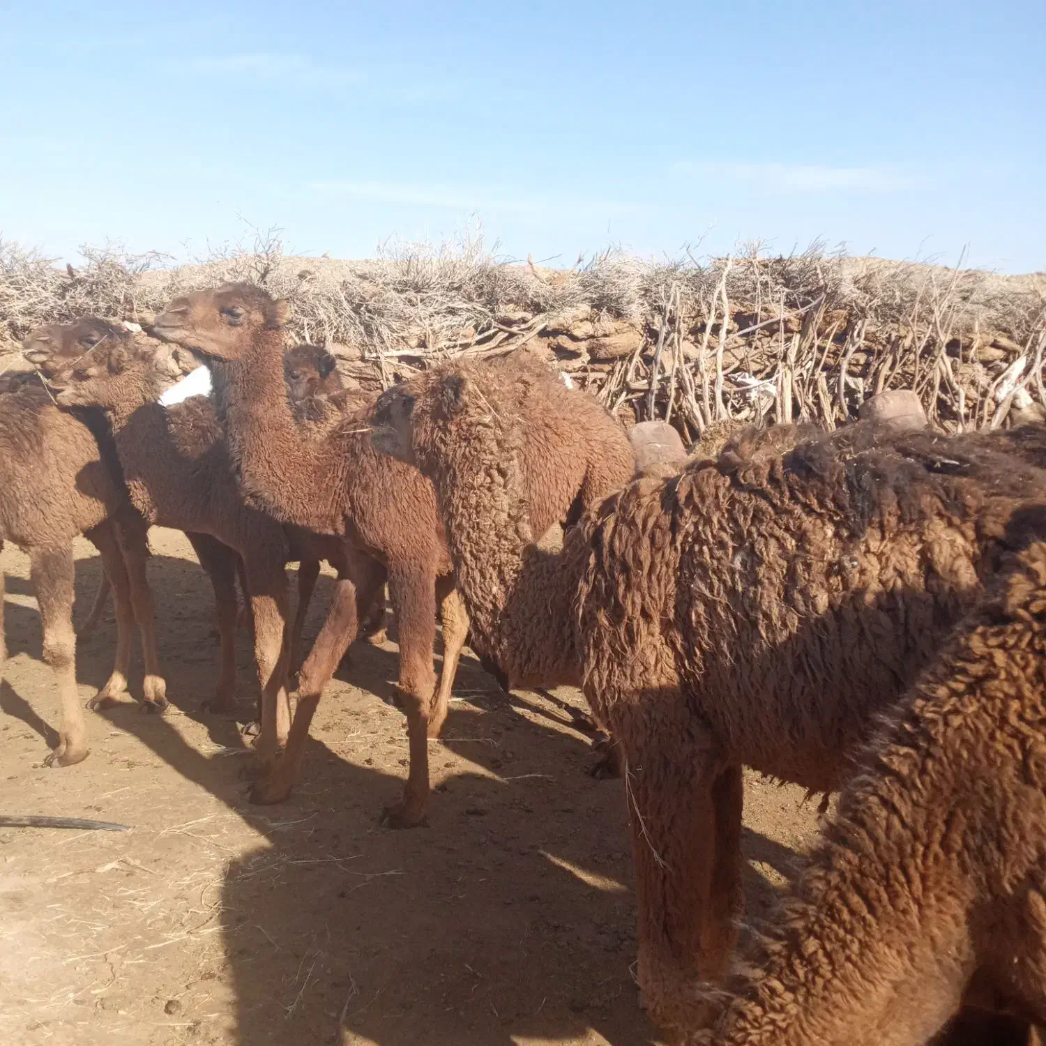 بلبون نر|حیوانات مزرعه|خوسف, |دیوار