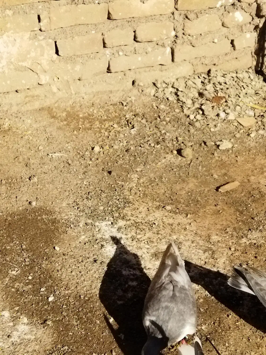 کفتر|پرنده|سبزوار, گلشن|دیوار