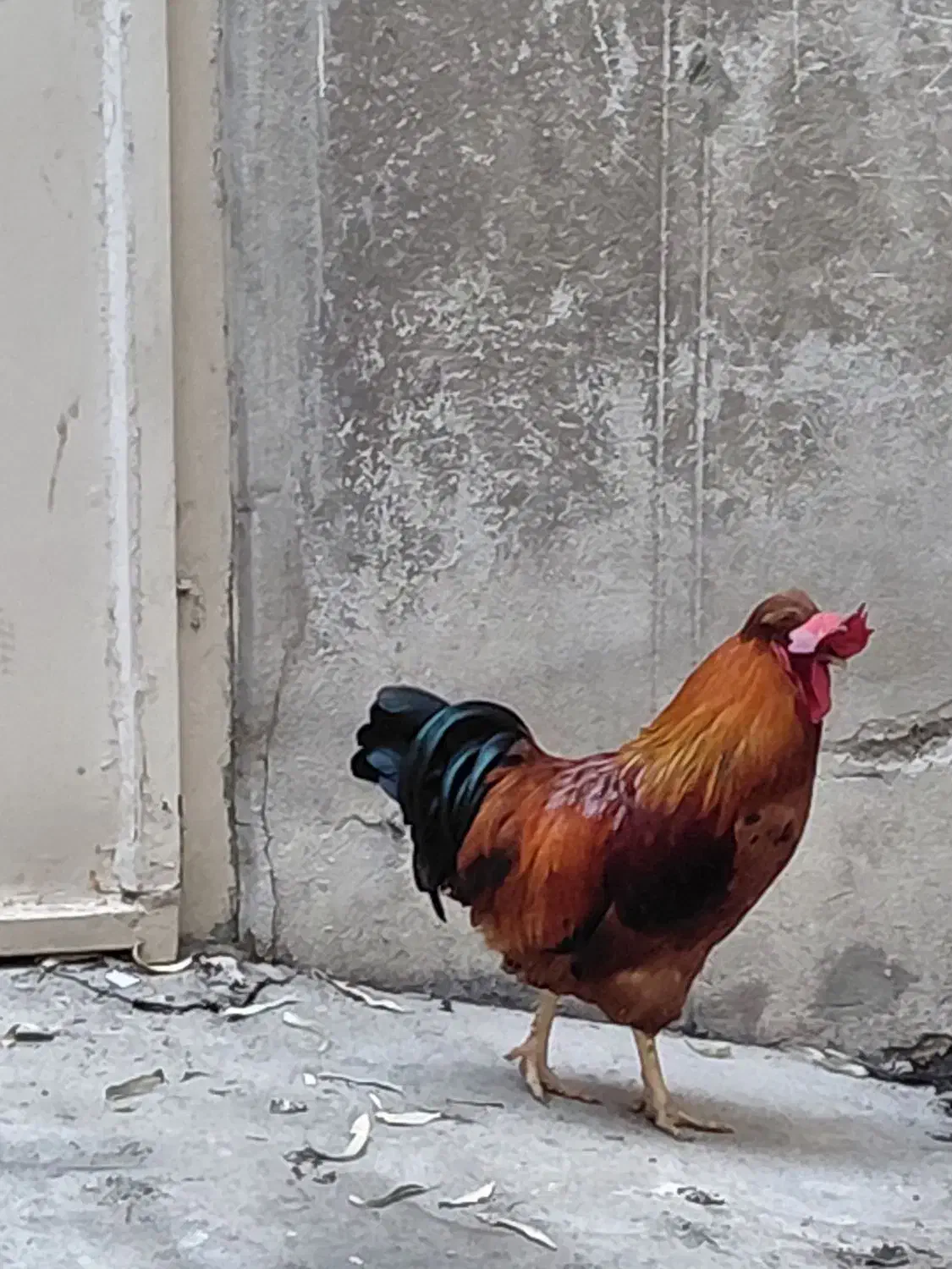 مرغ و خروس محلی رسمی جوان۶ماهه شهرری|حیوانات مزرعه|ری, دیلمان|دیوار