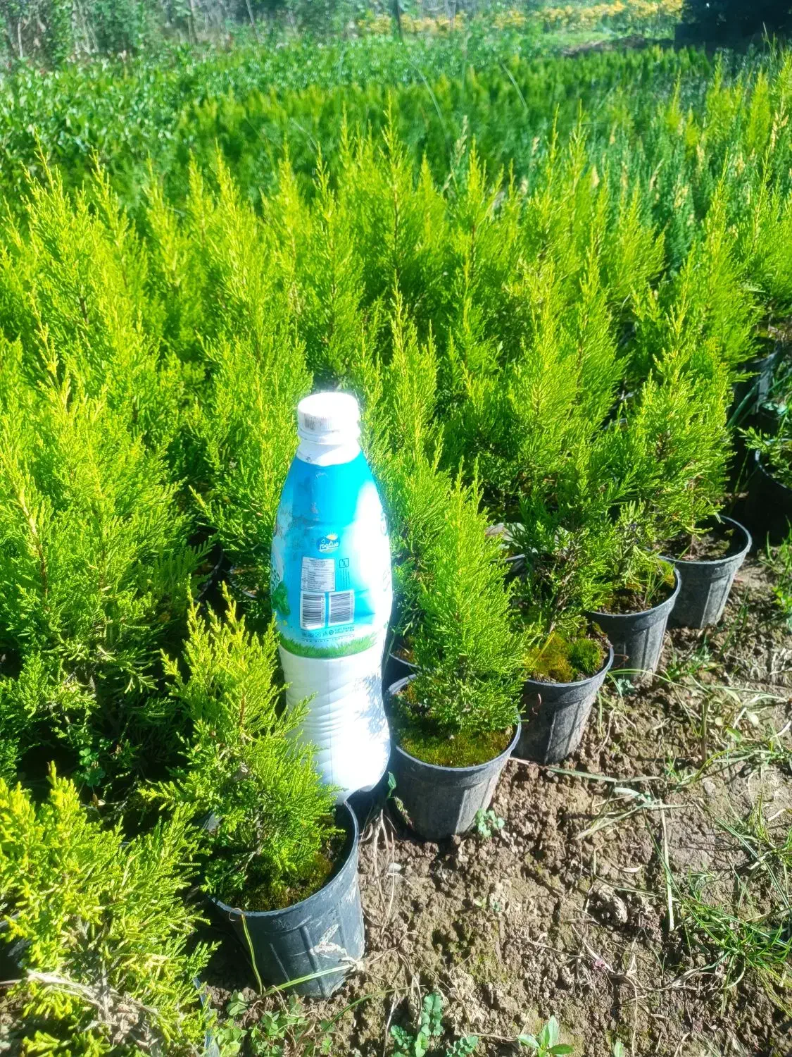 تویا آمریکایی گلدان 14 ریشه پرس|گل و گیاه طبیعی|تنکابن, |دیوار