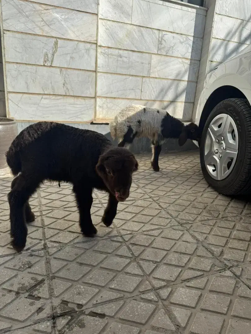 بره شیری|حیوانات مزرعه|کرمانشاه, |دیوار