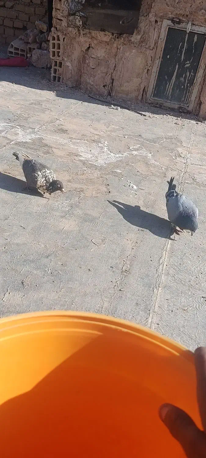 یک جفت کفتر|پرنده|سبزوار, امیر کبیر|دیوار