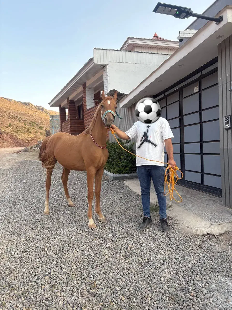 فروش کره ۲۴ ماهه عرب مصری|اسب و تجهیزات اسبسواری|آبعلی, |دیوار