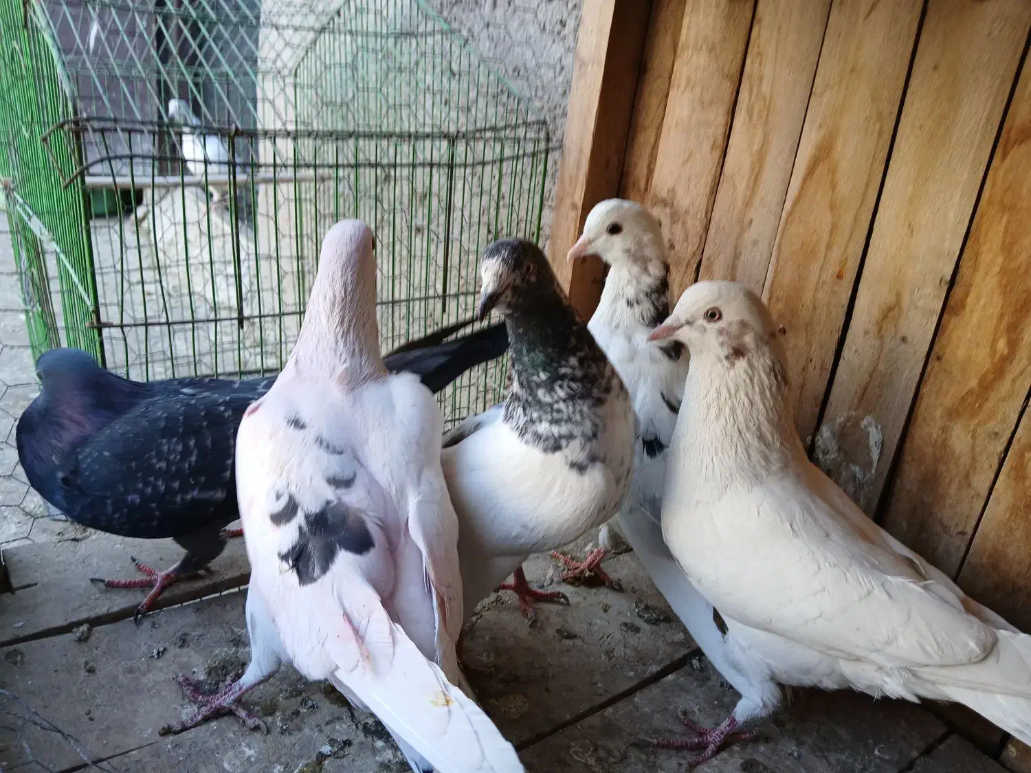 کفتر|پرنده|قم, شهید صیاد شیرازی|دیوار