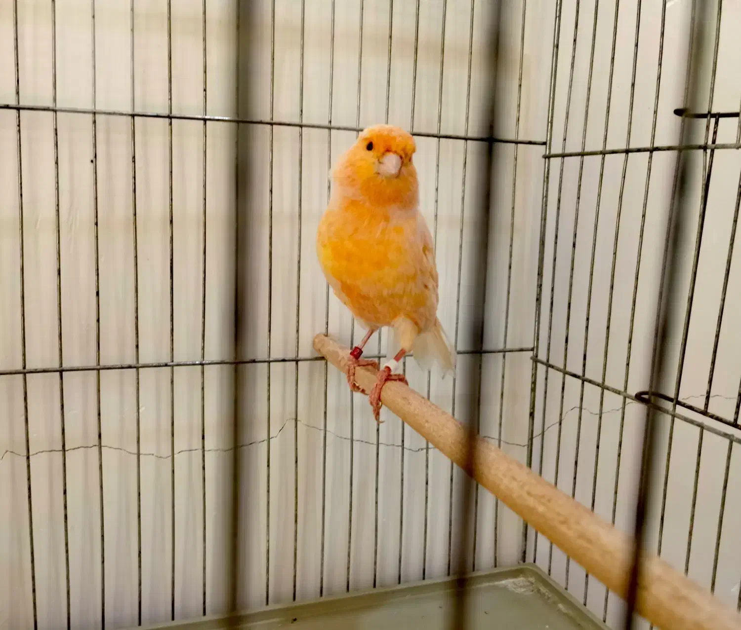 قناری نر|پرنده|برازجان, |دیوار