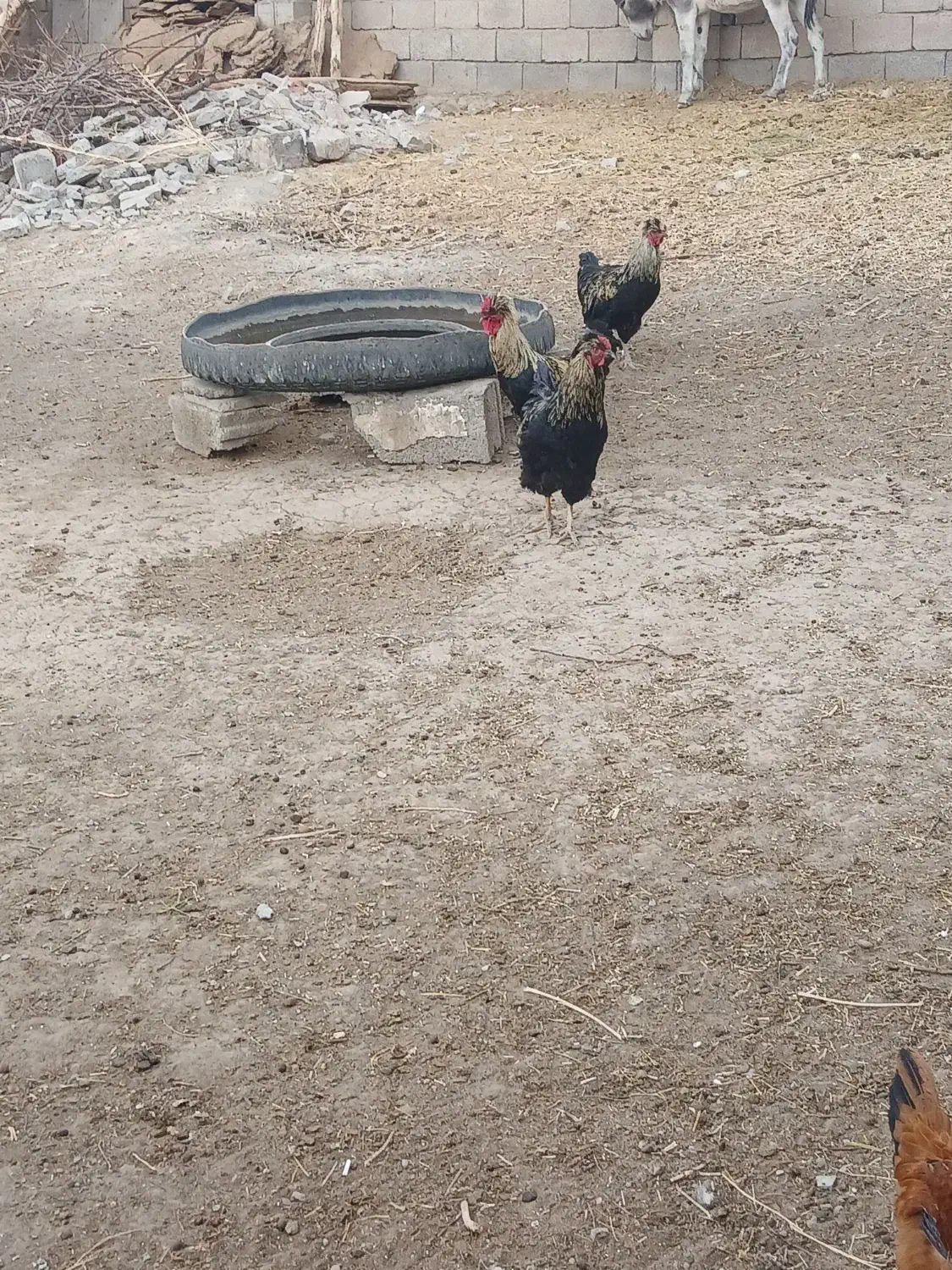 دوتا خروس جوان بفروش میرسد|حیوانات مزرعه|خواجه, |دیوار