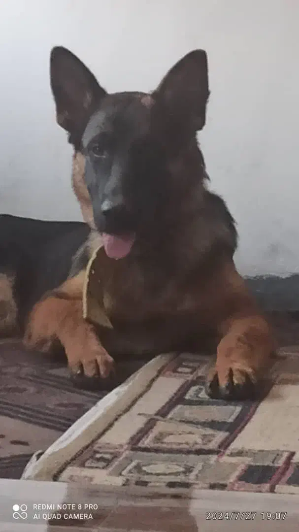 سگ گمشده|حیوانات|داراب, |دیوار