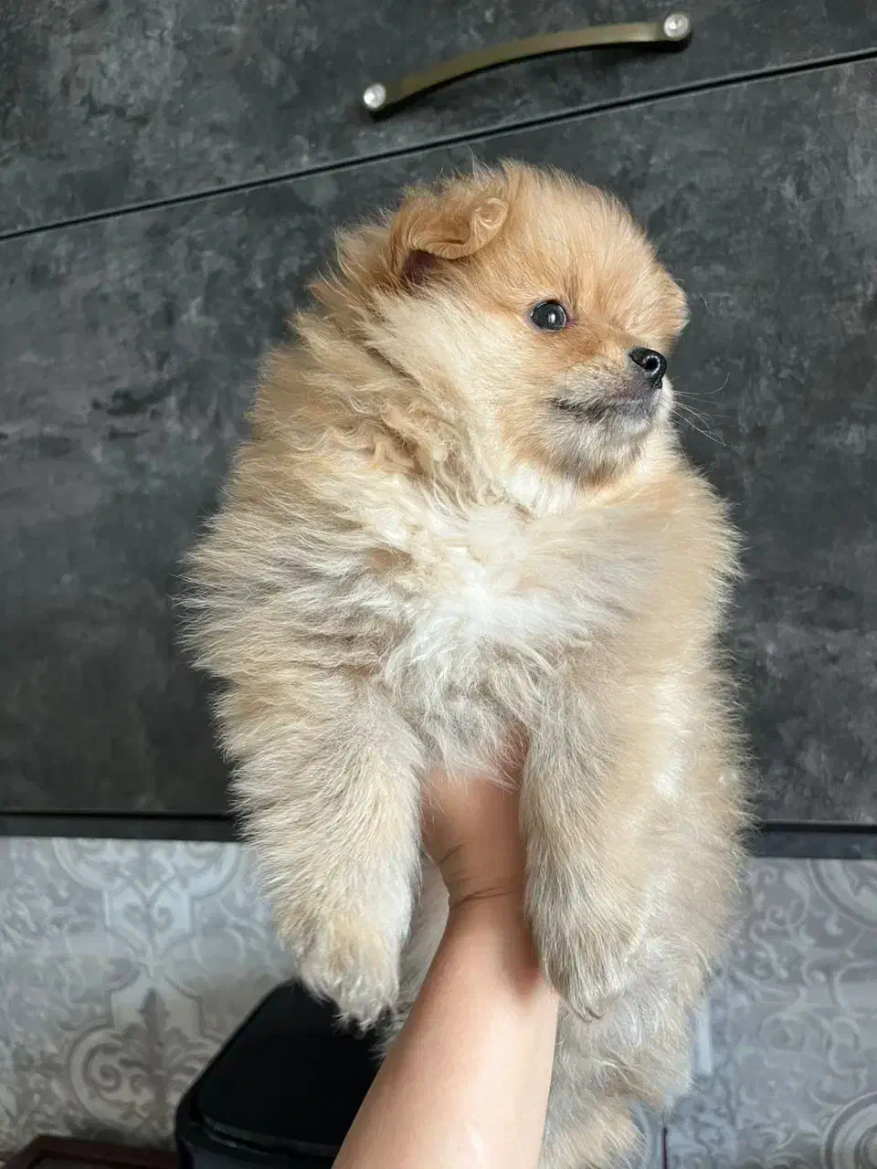 سگ پامرین|سگ|قزوین, |دیوار