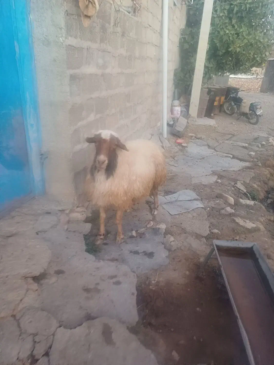 ورن اصیل سنجابی|حیوانات مزرعه|اسلام‌‌آباد غرب, |دیوار