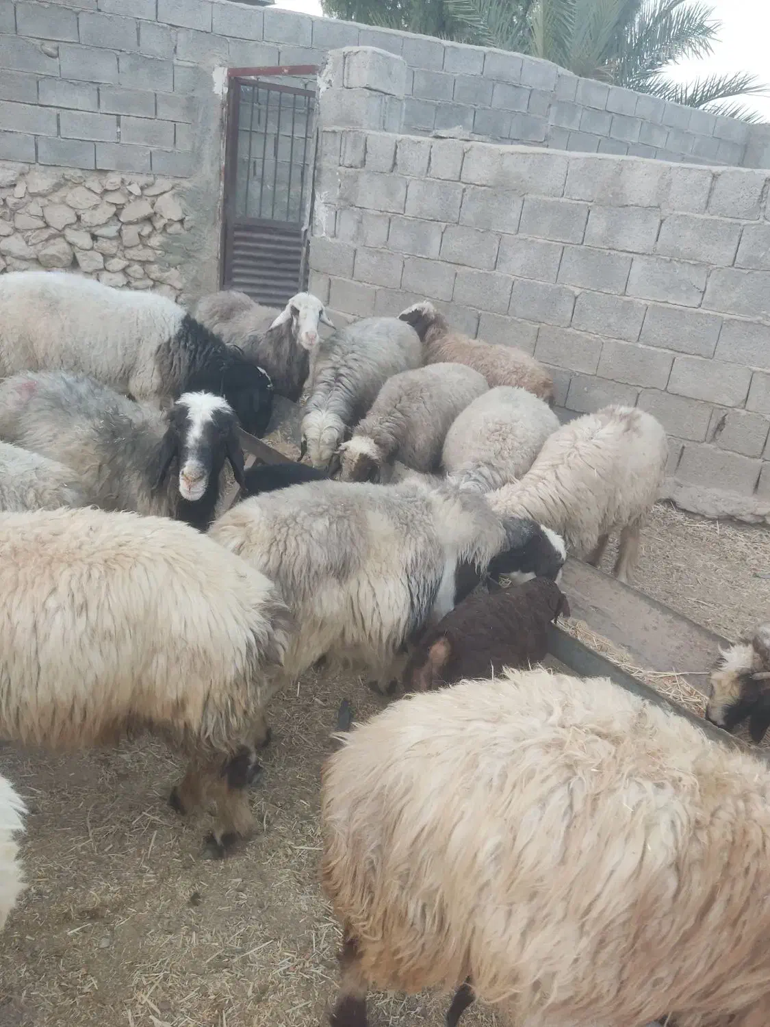 فروش 110 عدد میش ترکی درجه یک|حیوانات مزرعه|فراشبند, |دیوار