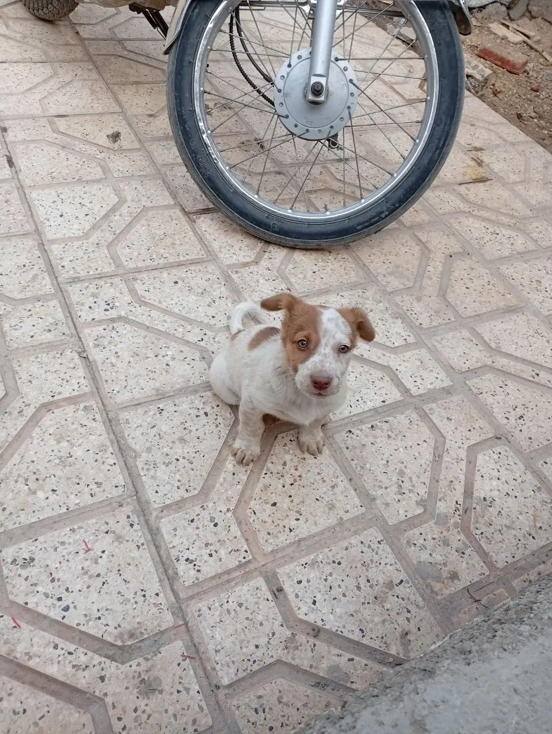 سگ پاکوتاه واگذار میشه|سگ|مشهد, پنجتن|دیوار