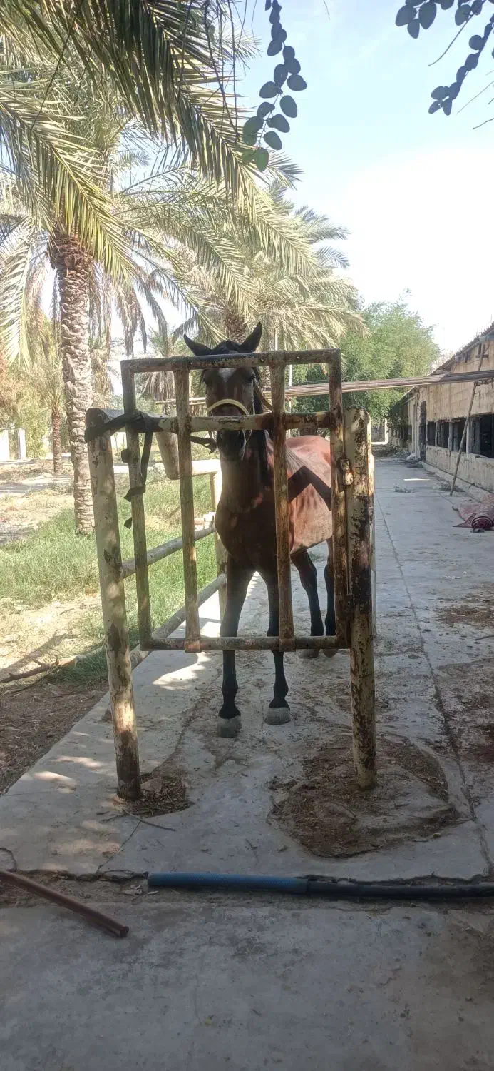 فروش یک راس اسب مادیون نژاد عرب سن سه سال و نیم|اسب و تجهیزات اسب‌سواری|رامهرمز, |دیوار