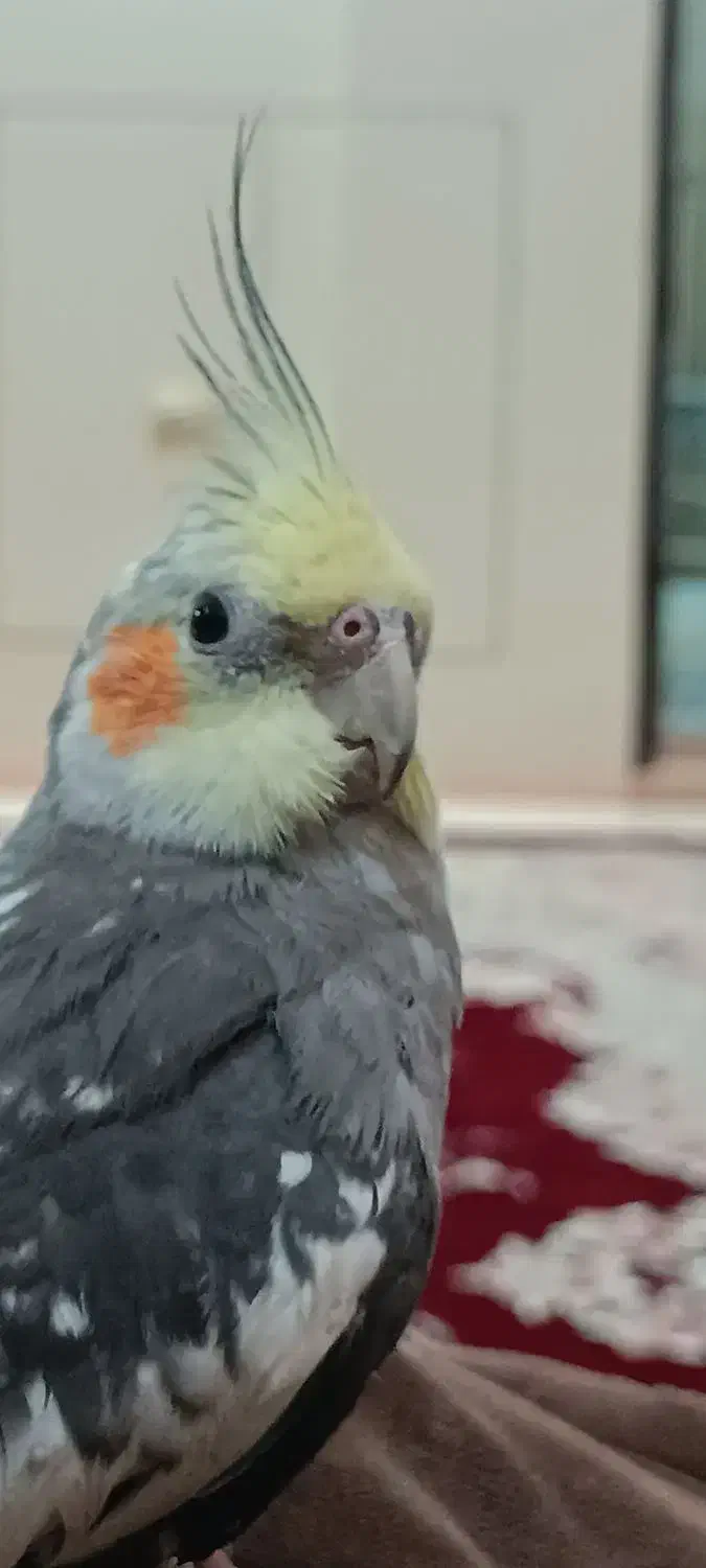 عروس هلندی ۵ ماهه سخنگو|پرنده|مبارکه, |دیوار