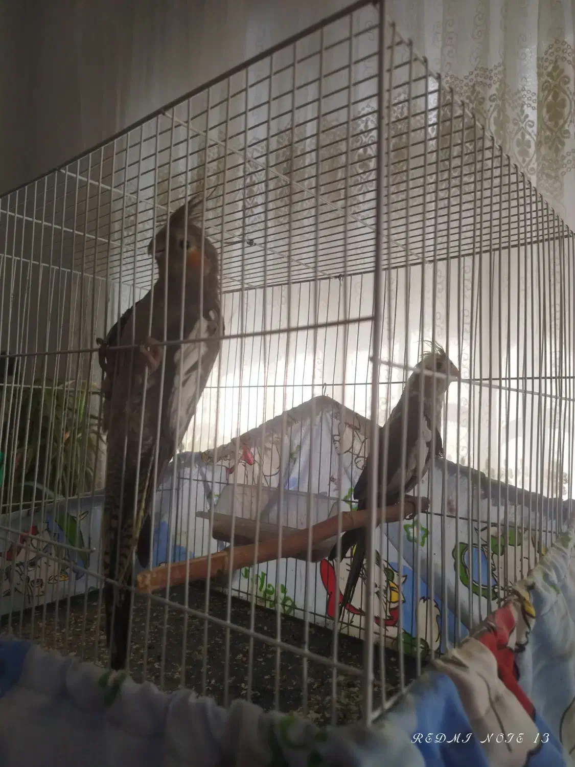 عروس هلندی جفت مولد|پرنده|مشهد, شهرک مهرگان|دیوار