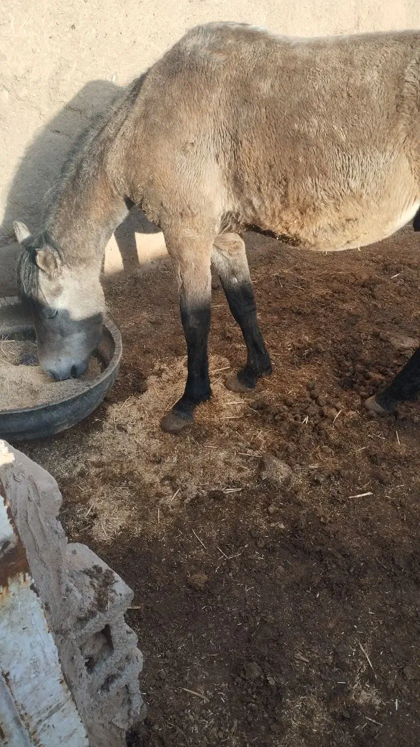 اسب نجیب|اسب و تجهیزات اسب‌سواری|تربت‌حیدریه, پائین ولایت|دیوار