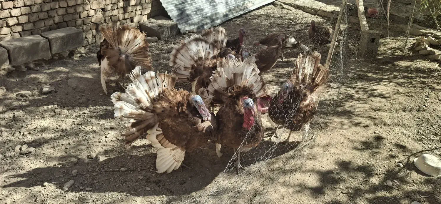 بوقلمون بربن رسمی|حیوانات مزرعه|گل تپه, |دیوار