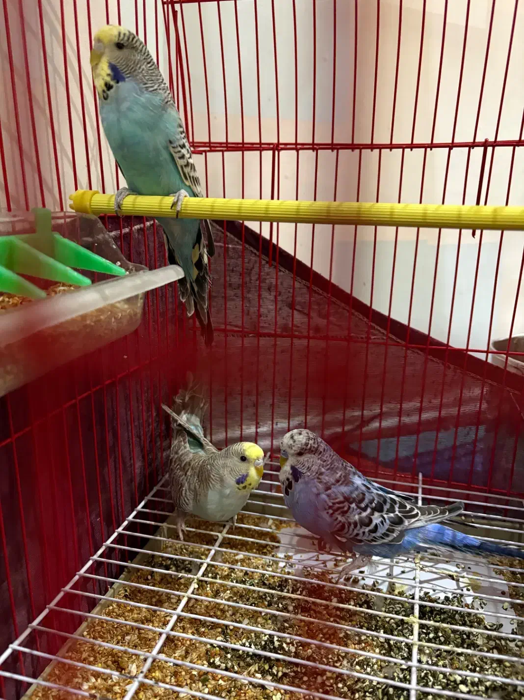 مرغ عشق|پرنده|اردبیل, |دیوار