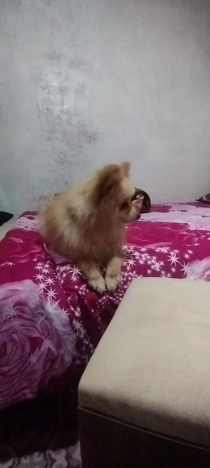 سگ پامر اصل|سگ|پاکدشت, پاکدشت (مامازند)|دیوار