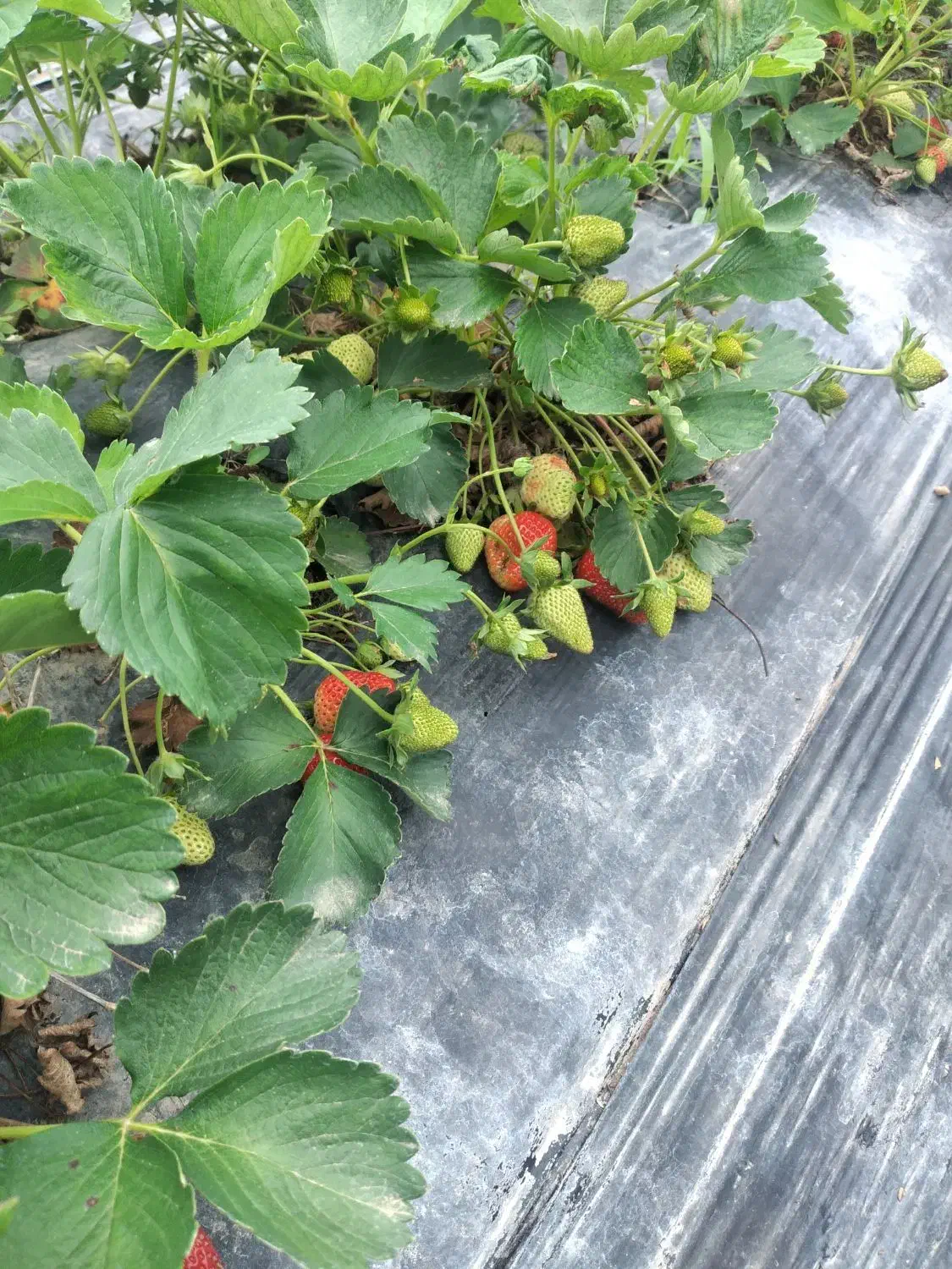 فروش بوته توت فرنگی نژاد پرمحصول سابرینا|گل و گیاه طبیعی|تالش, هشتپر|دیوار