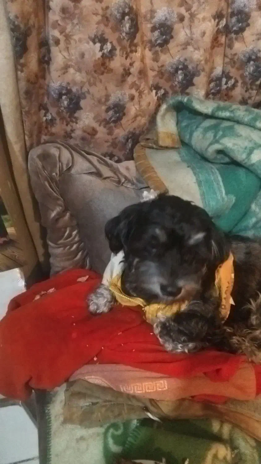 سگ شیتز تریر|حیوانات|تهران, قیام|دیوار