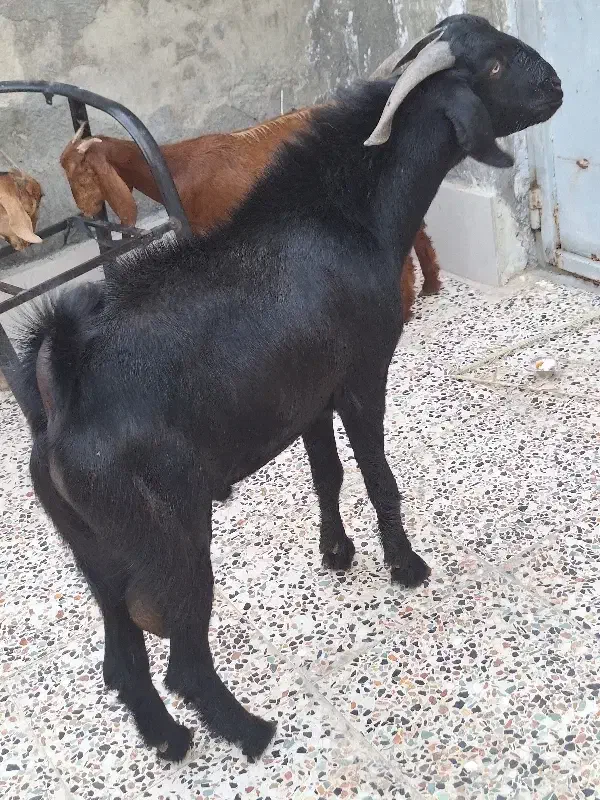 پازن هیکلی و سرحال|حیوانات مزرعه|بندر امام خمینی, |دیوار