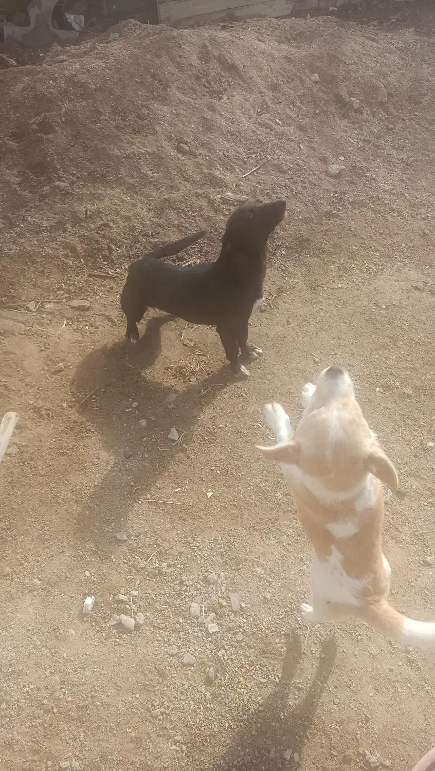 حیوانات سگ|سگ|یزدان شهر, |دیوار