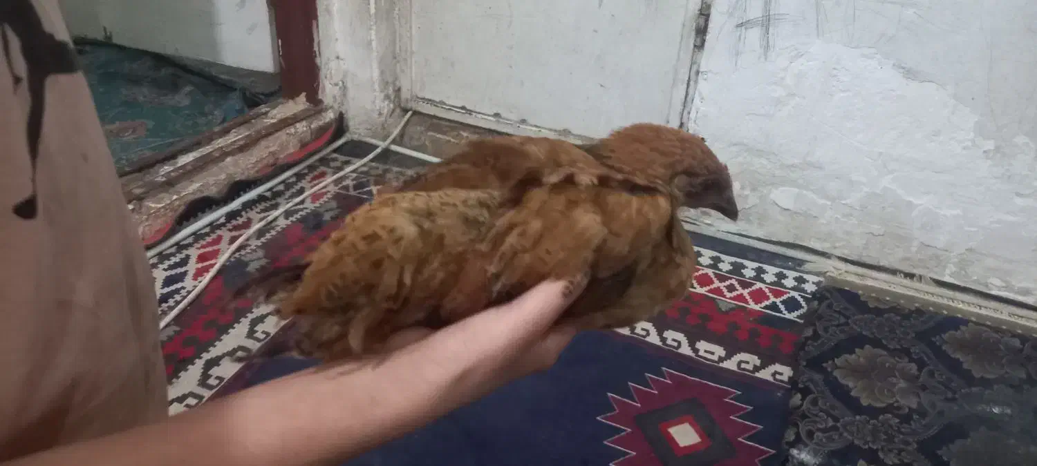 نیمچه مرغ محلی|حیوانات مزرعه|اهواز, کوی مندلی(سه راه خرمشهر)|دیوار